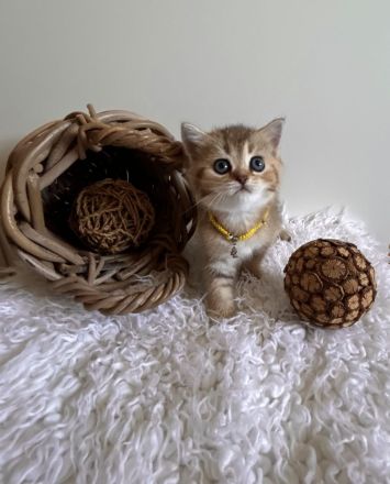 Reinrassige BKH Kitten mit Stammbaum