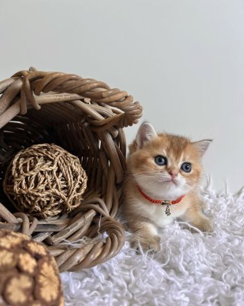 Reinrassige BKH Kitten mit Stammbaum