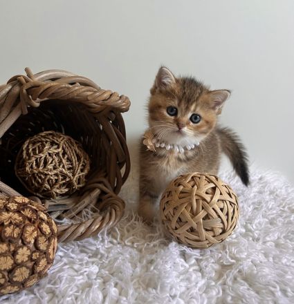 Reinrassige BKH Kitten mit Stammbaum