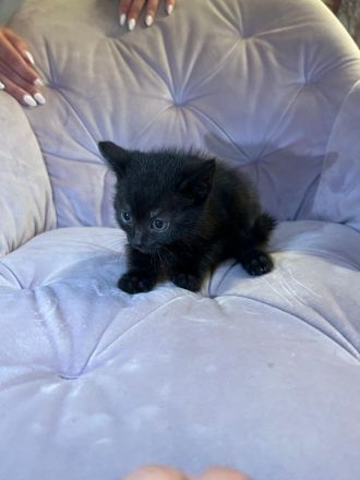 Zuckersüße Kitten suchen neues Zuhause