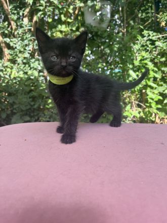 Zuckersüße Kitten suchen neues Zuhause