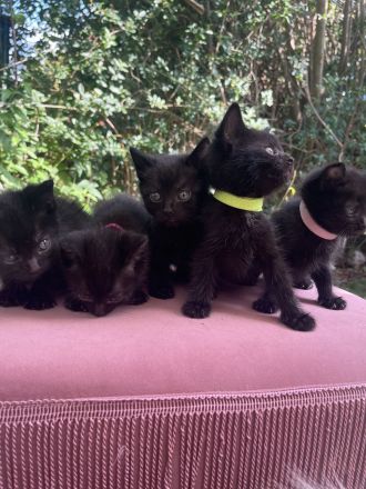 Zuckersüße Kitten suchen neues Zuhause