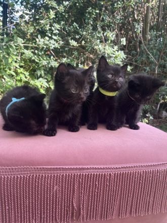 Zuckersüße Kitten suchen neues Zuhause