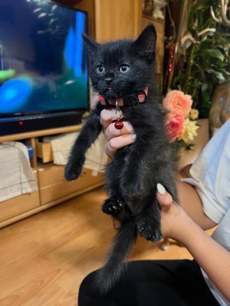 Zuckersüße Kitten suchen neues Zuhause