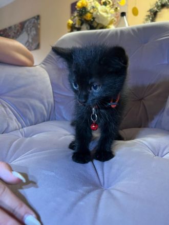 Zuckersüße Kitten suchen neues Zuhause