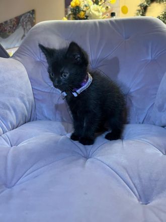 Zuckersüße Kitten suchen neues Zuhause