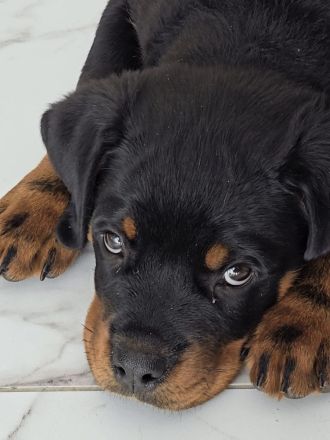 3,5 Monate alten Rottweiler-Welpen zu verkaufen