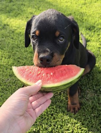 3,5 Monate alten Rottweiler-Welpen zu verkaufen