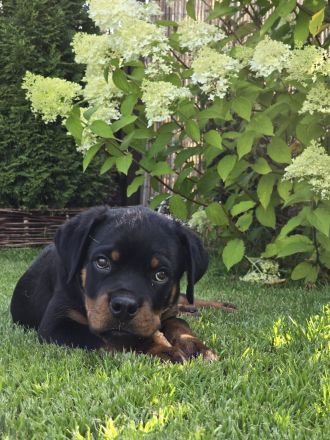 3,5 Monate alten Rottweiler-Welpen zu verkaufen