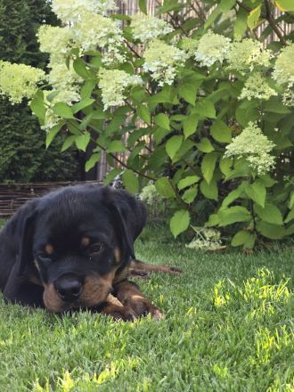 3,5 Monate alten Rottweiler-Welpen zu verkaufen