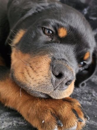3,5 Monate alten Rottweiler-Welpen zu verkaufen