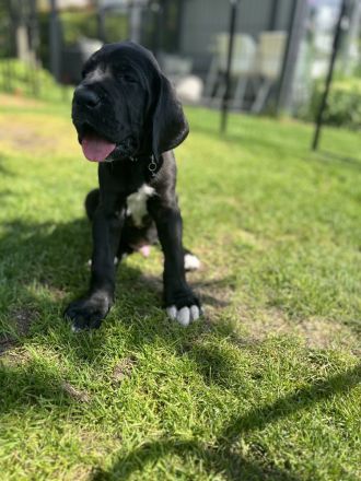 Abgabebereit - Adelheits Deutsche Dogge Welpen