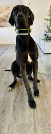 Abgabebereit - Adelheits Deutsche Dogge Welpen