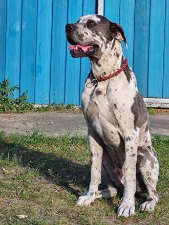 Abgabebereit - Adelheits Deutsche Dogge Welpen
