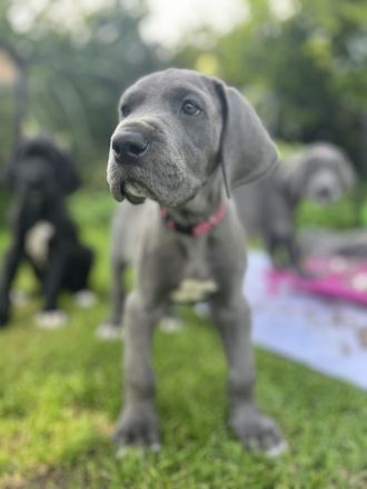 Abgabebereit - Adelheits Deutsche Dogge Welpen