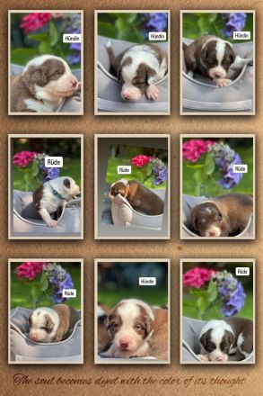 Australian Shepherd Welpen