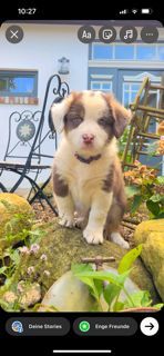 Australian Shepherd Welpen