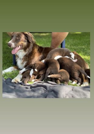 Australian Shepherd Welpen