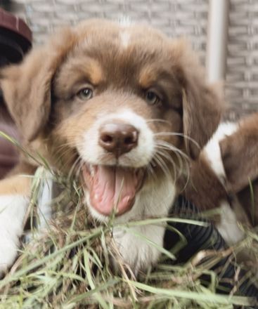 Australian Shepherd Welpen