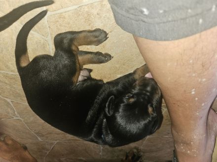 Dobermann Welpen geb.24.07.2024