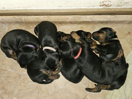 Dobermann Welpen geb.24.07.2024