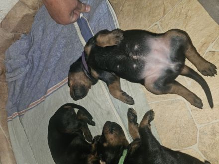 Dobermann Welpen geb.24.07.2024