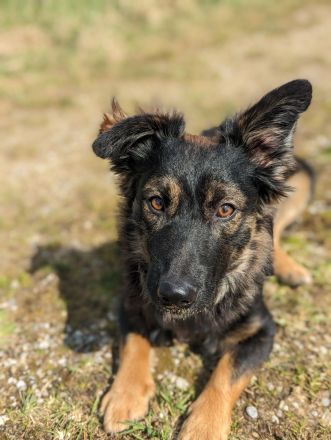 Rudi sucht ein neues Zuhause