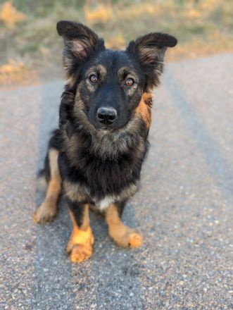 Rudi sucht ein neues Zuhause