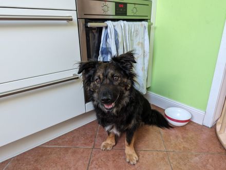 Rudi sucht ein neues Zuhause