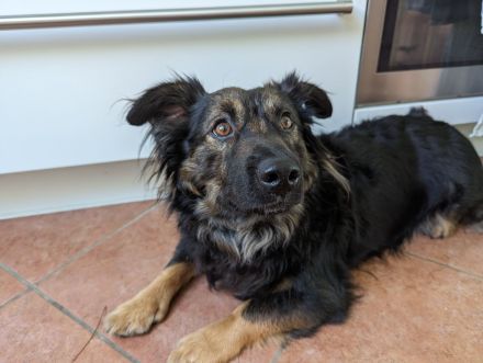 Rudi sucht ein neues Zuhause