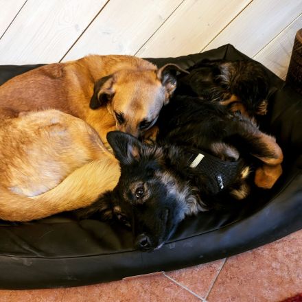 Rudi sucht ein neues Zuhause