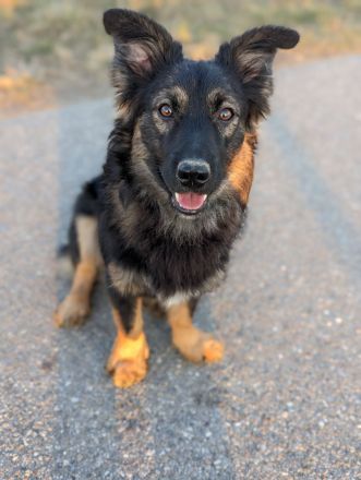 Rudi sucht ein neues Zuhause