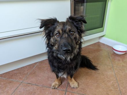 Rudi sucht ein neues Zuhause