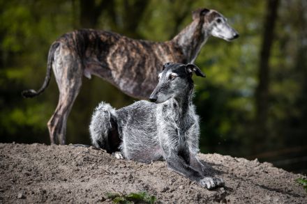 Cortijo del Luna y Sol - charmanter Galgo Espanol Junghund