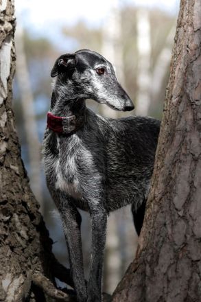 Cortijo del Luna y Sol - charmanter Galgo Espanol Junghund