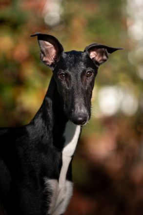 Cortijo del Luna y Sol - charmanter Galgo Espanol Junghund