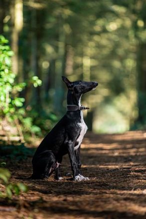 Cortijo del Luna y Sol - charmanter Galgo Espanol Junghund