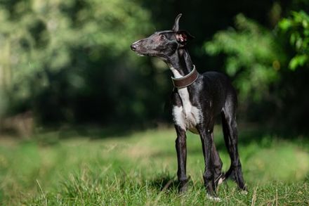 Cortijo del Luna y Sol - charmanter Galgo Espanol Junghund