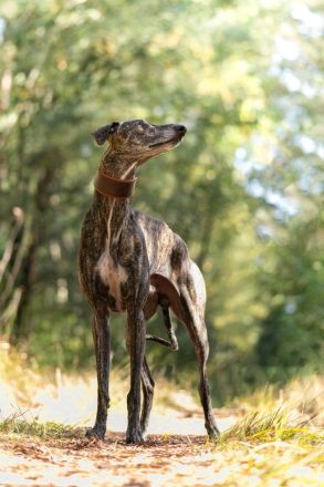Cortijo del Luna y Sol - charmanter Galgo Espanol Junghund