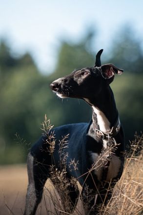 Cortijo del Luna y Sol - charmanter Galgo Espanol Junghund