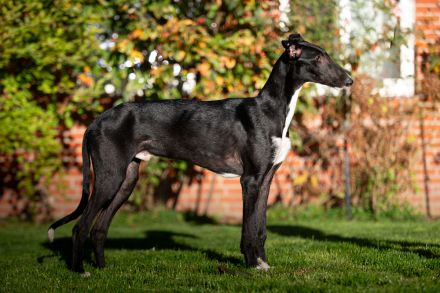 Cortijo del Luna y Sol - charmanter Galgo Espanol Junghund