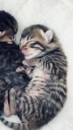 Bengal babys