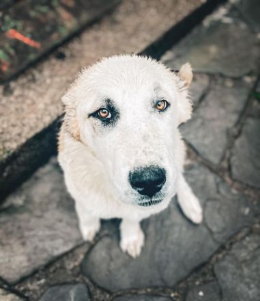 CAO Mittel-Asiatische Owcharka Alabay