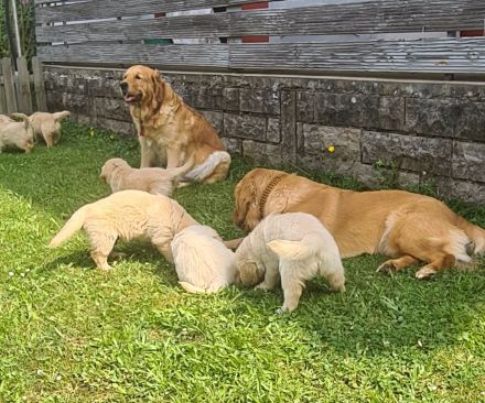 Golden Retriever Welpen