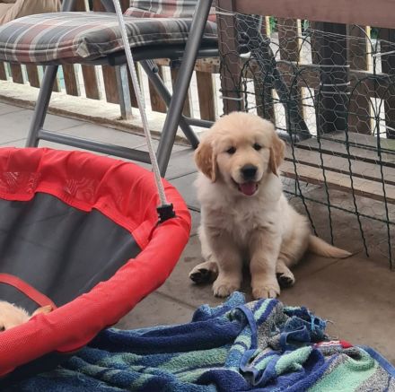Golden Retriever Welpen