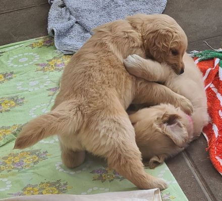 Golden Retriever Welpen