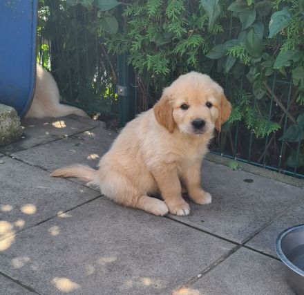 Golden Retriever Welpen