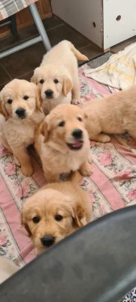 Golden Retriever Welpen