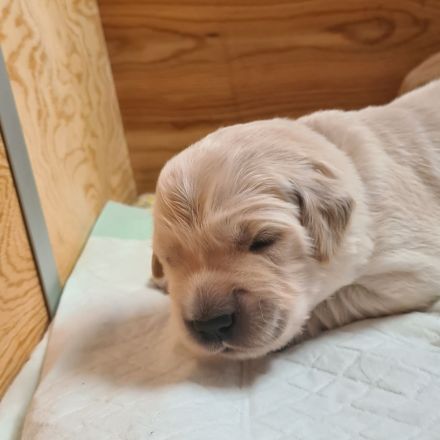 Golden Retriever Welpen