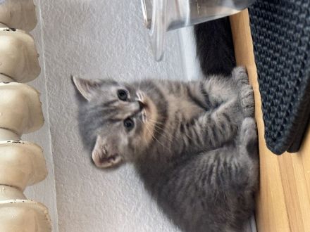 Wunderschöne Britische kurzhaar Kitten